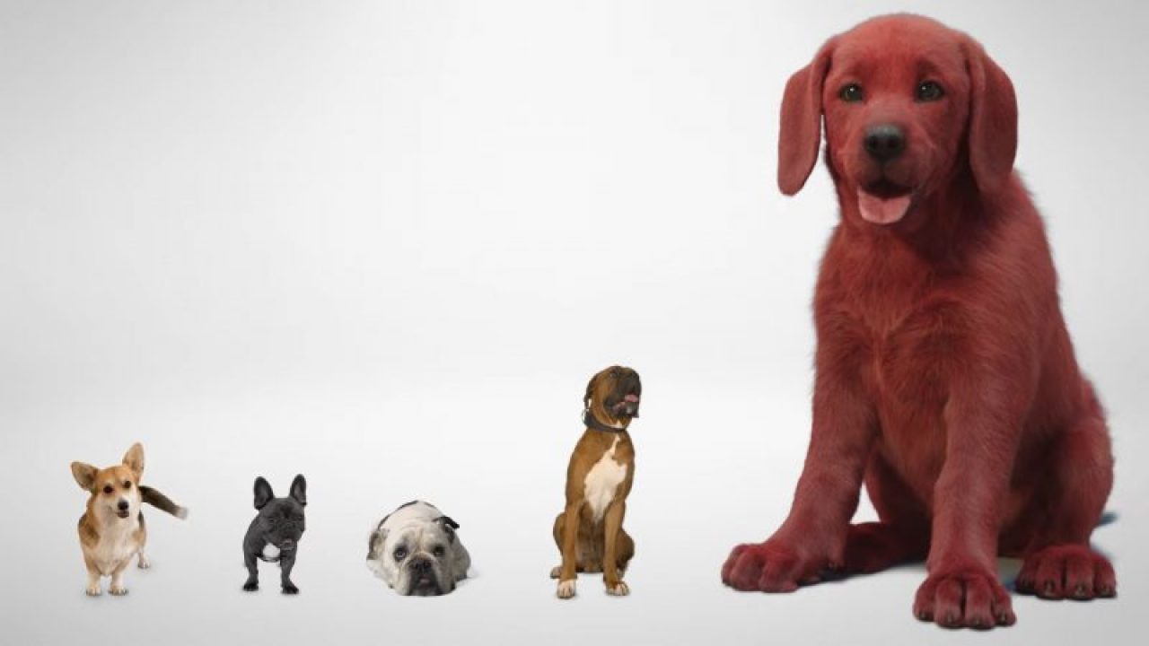 Clifford the Big Red Dog Makes His Live-Action Teaser Trailer Debut