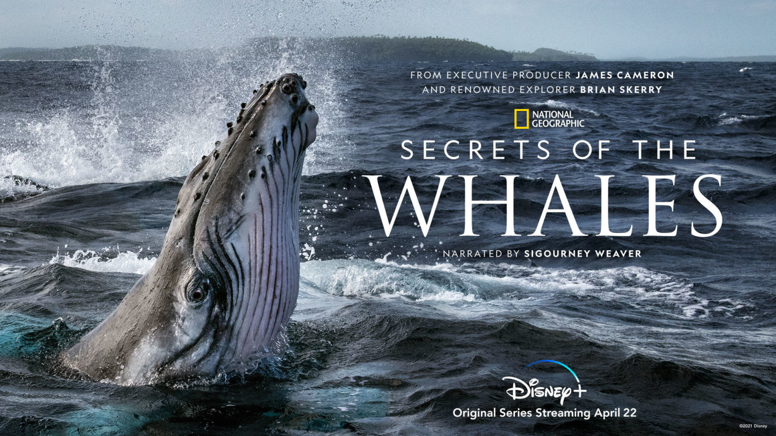 Secrets of the Whales Trailer From National Geographic LRM