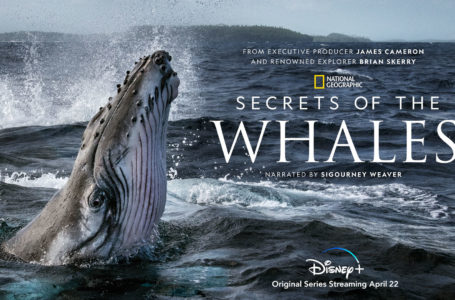 Secrets of the Whales Trailer From National Geographic