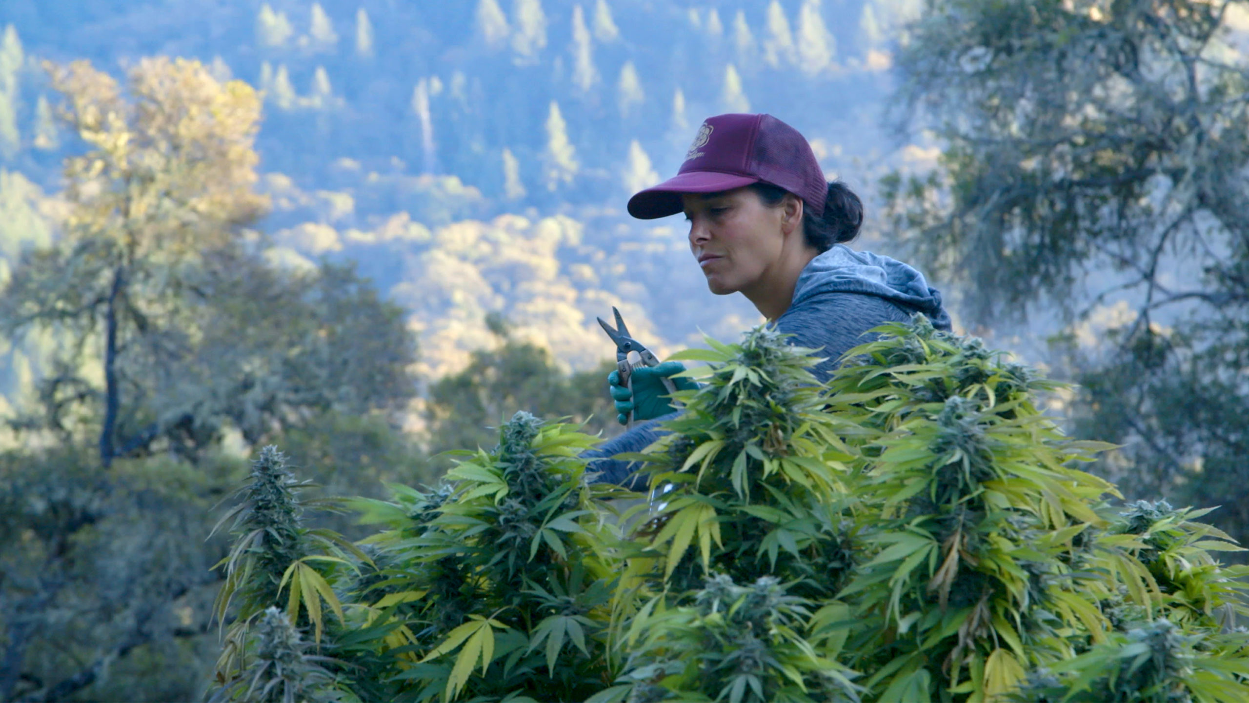 Chris J. Russo, Chiah Rodriques and Sue Taylor on Female Marijuana Pioneers in Lady Buds [Exclusive Interview]