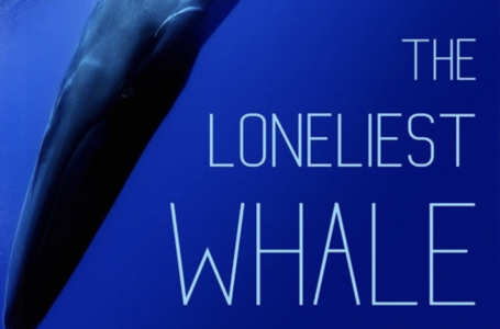 Joshua Zeman Talks About His Search For 52 In The Loneliest Whale [Exclusive Interview]