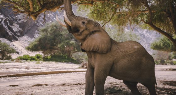 National Geographic’s Secrets Of The Elephants Reveals Natalie Portman ...