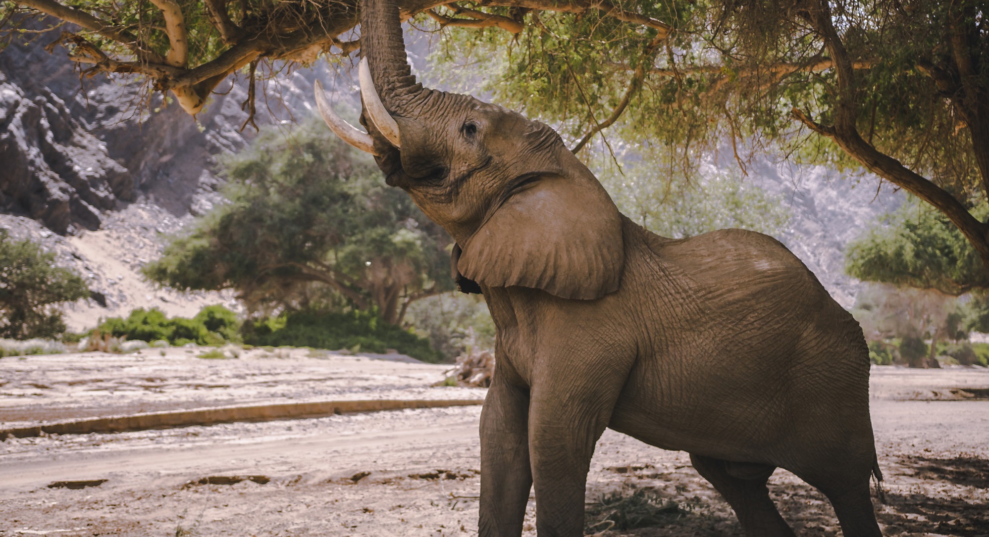 National Geographic’s Secrets of the Elephants Reveals Natalie Portman as Narrator and James Cameron Announces 2 More “Secrets of” Series | TCA 2023