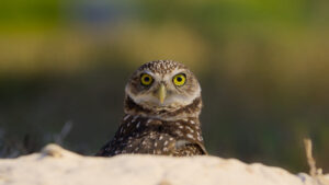 The Americas Exclusive Clip Featuring a Burrowing Owl Looking for Love