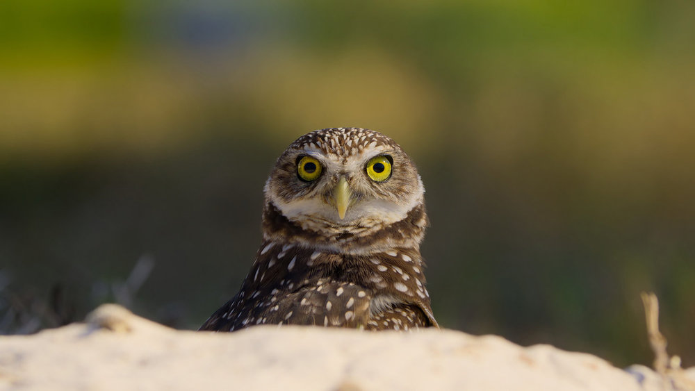 The Americas Exclusive Clip Featuring a Burrowing Owl Looking for Love